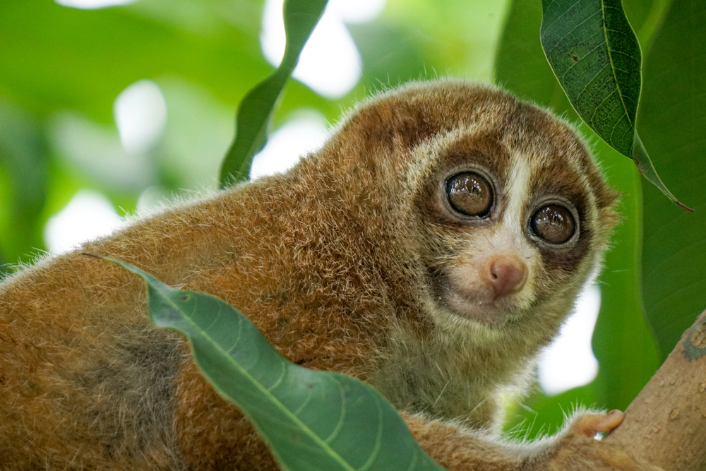 Slowloris DDoS Attack